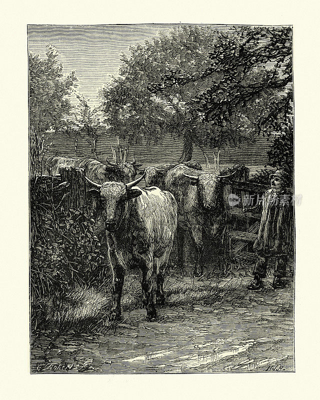 十九世纪七十年代，维多利亚时代，农民在田里养牛