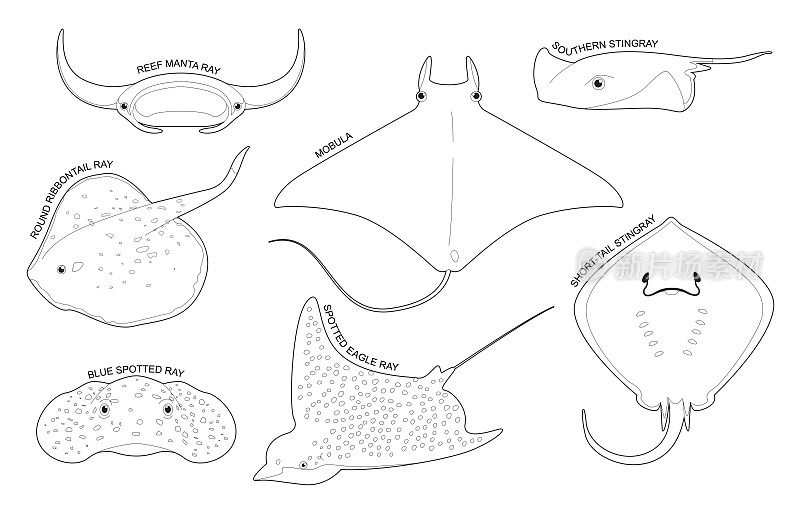 黄貂鱼集各种类型识别卡通矢量黑白