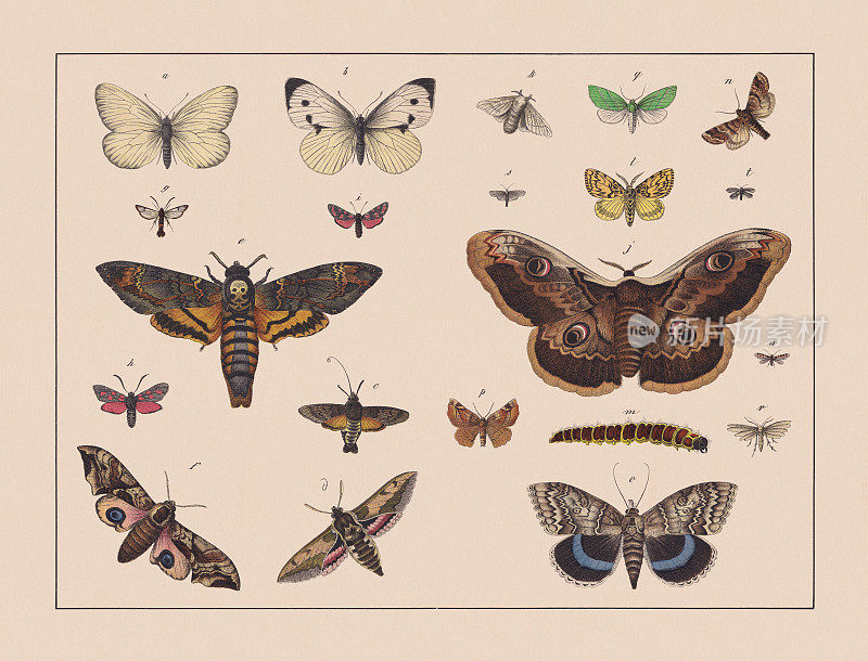 飞蛾科，手工彩色石版，1882年出版
