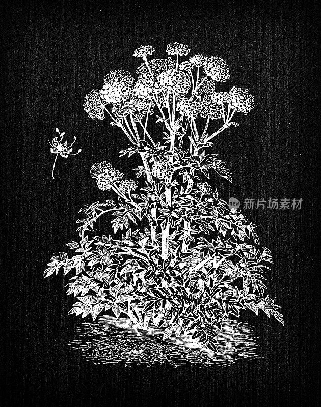 植物学蔬菜植物仿古雕刻插画:当归