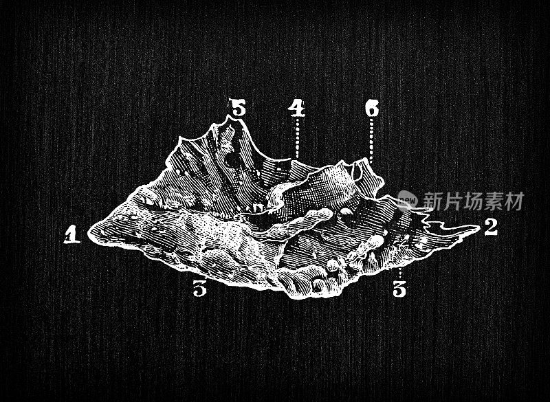 人体解剖骨骼的仿古插图，头骨:下鼻甲，下鼻甲骨，下鼻甲或鼻甲