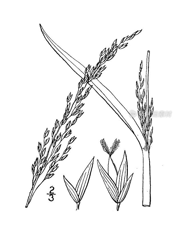 古植物学植物插图:苋菜、海滨苋菜