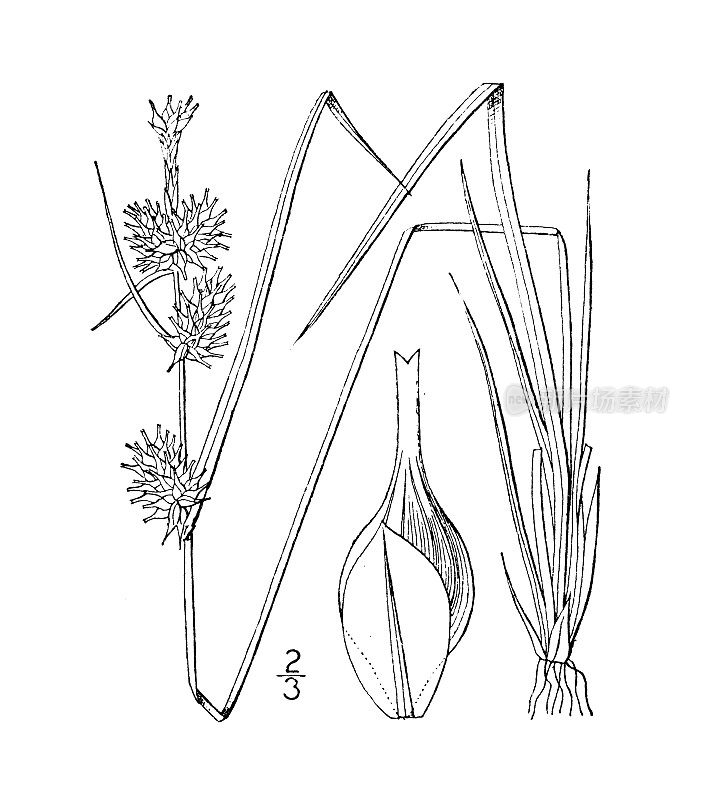 古植物学植物插图:黄苔草，黄莎草