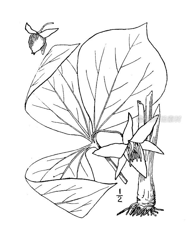 古植物学植物插图:一龄草，点头守灵知更鸟
