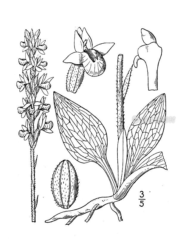 古植物学植物插图:天竺葵，响尾蛇车前草