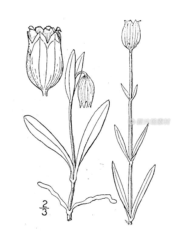 古植物学植物插图:无花瓣荔枝，点头荔枝