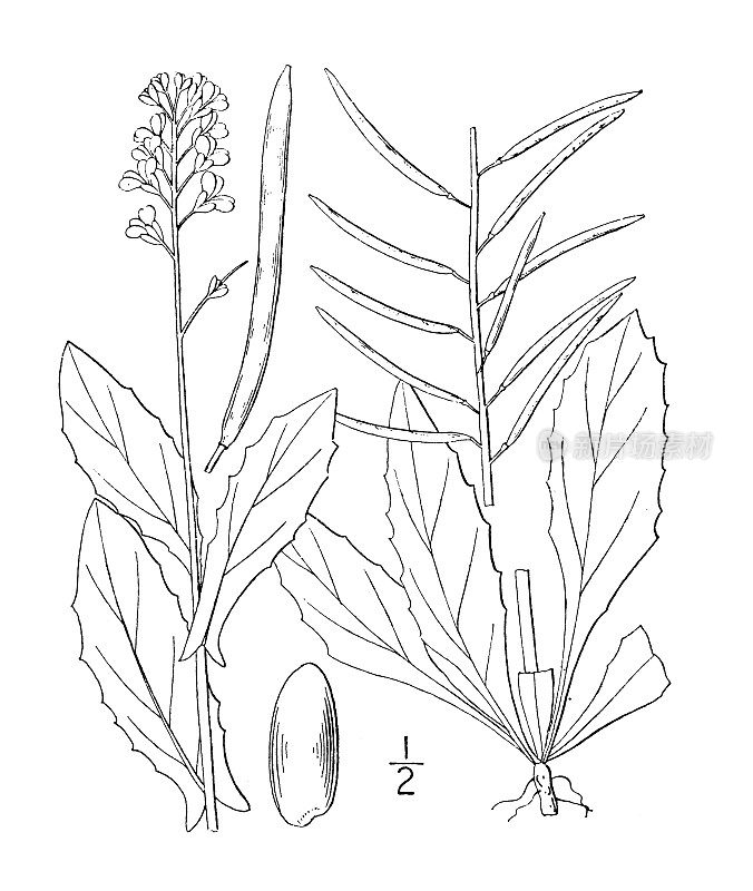 古植物学植物插图:阿拉伯齿芹，西洋菜