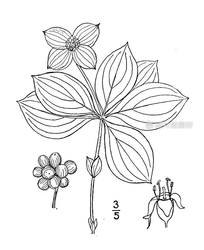 古植物学植物插图:加拿大山茱萸，矮山茱萸