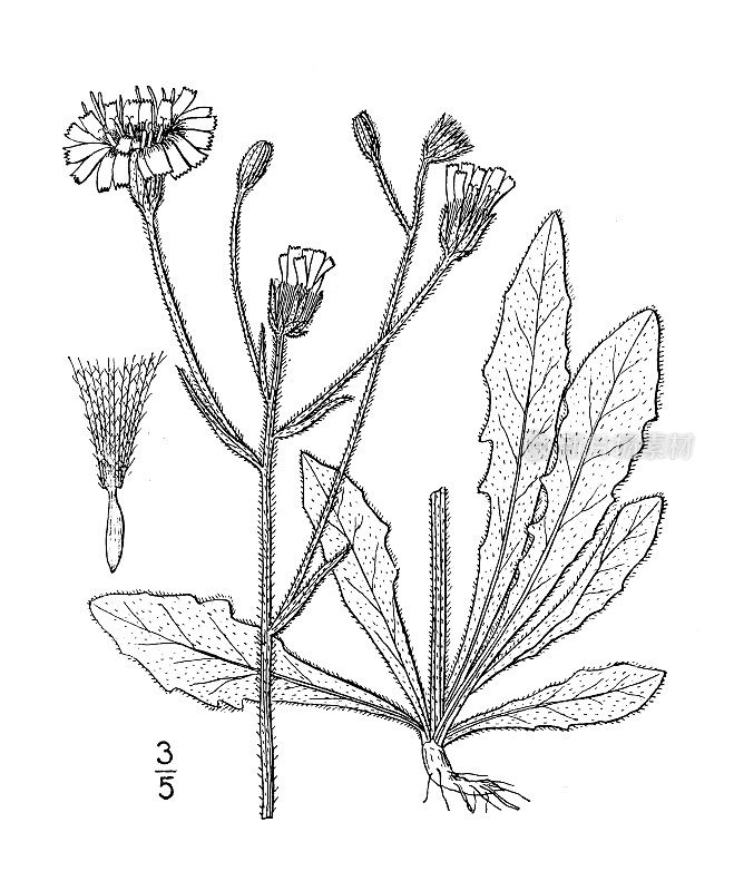 古植物学植物插图:苦参、山楂