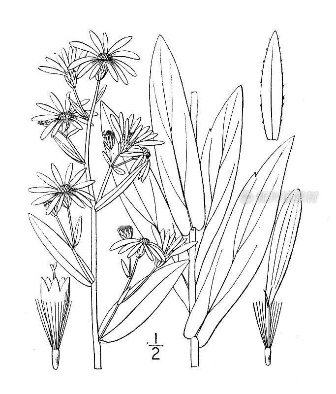 古植物学植物插图:紫菀、光洁紫菀