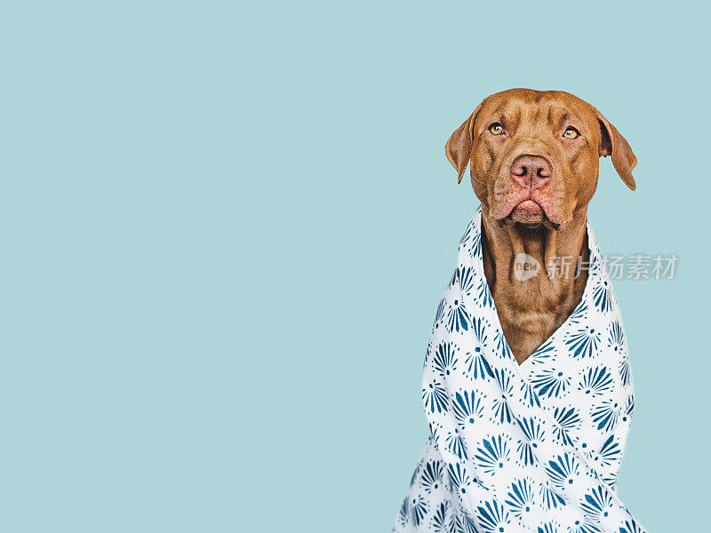 可爱的，漂亮的棕色小狗和毛巾。特写镜头