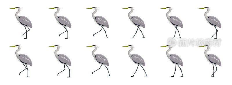 大蓝鹭行走运动动画序列卡通矢量插图