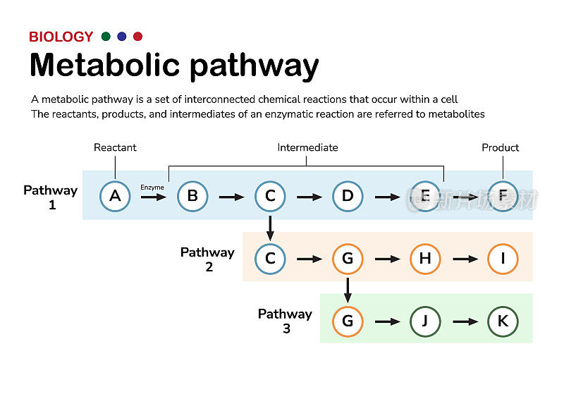 科学图解说明了生物细胞代谢通路的解释和概念