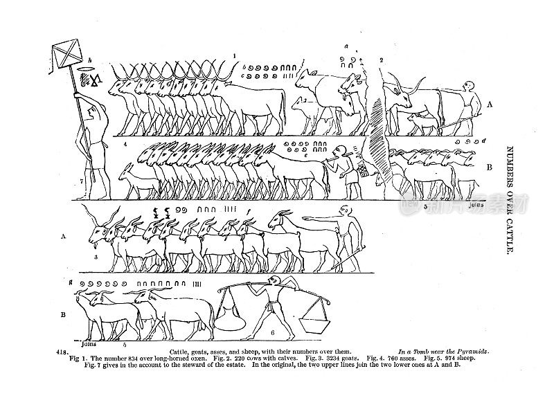 19世纪的雕刻，来自金字塔附近的坟墓;清点庄园里的动物;《古埃及人的通俗故事》1854年