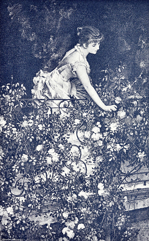 年轻的美人在栏杆边采摘玫瑰