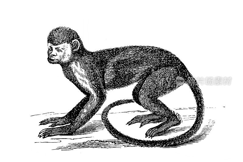 松鼠猴是新世界猴属猴
