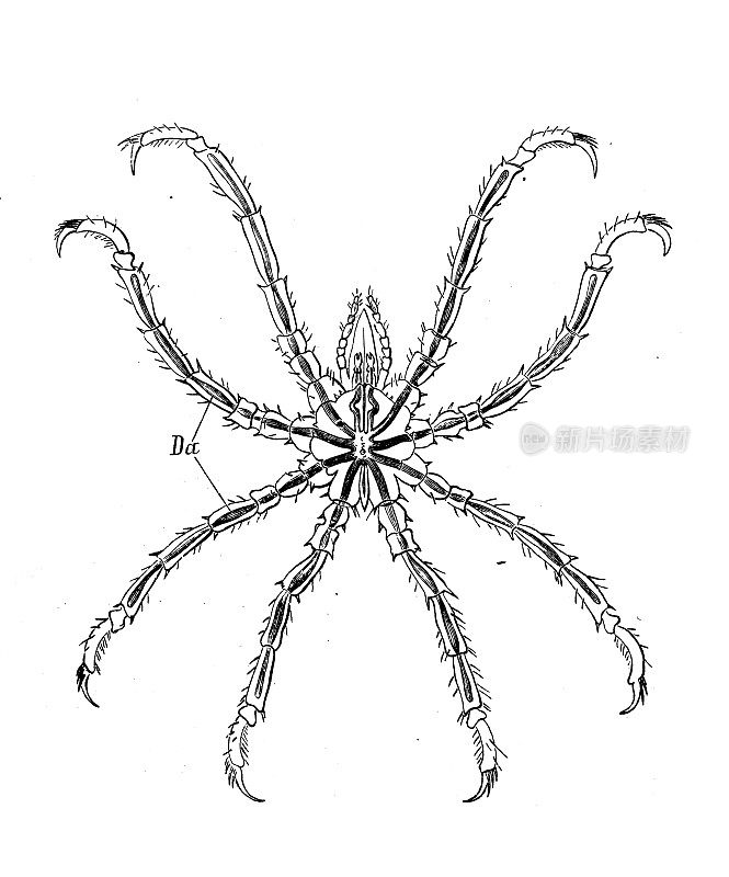 古代生物动物学图像:碧萝芷