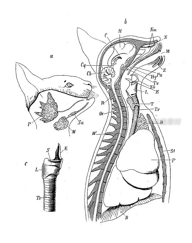 古代生物动物学图像:猫的消化和呼吸系统