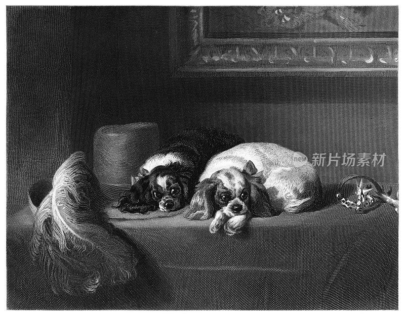 查尔斯国王骑士犬(西班牙猎犬)1863年雕刻