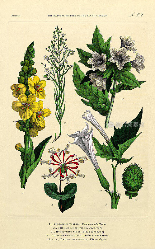 植物王国的历史，维多利亚植物插图，第22版，大约1853年