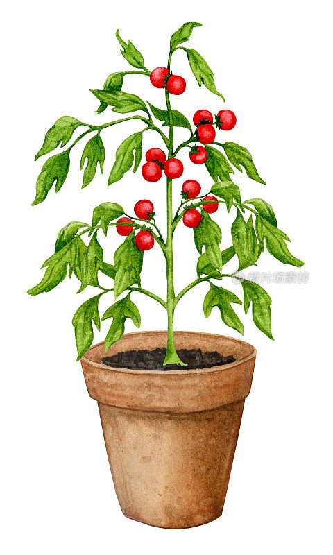 番茄种植在陶罐里。蔬菜种植在容器里。以园艺、春苗、种植蔬菜、收获、生物制品为主题的水彩画构图。
