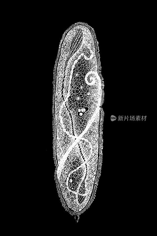 螺口虫是一种纤毛原生生物属，属于异毛虫纲