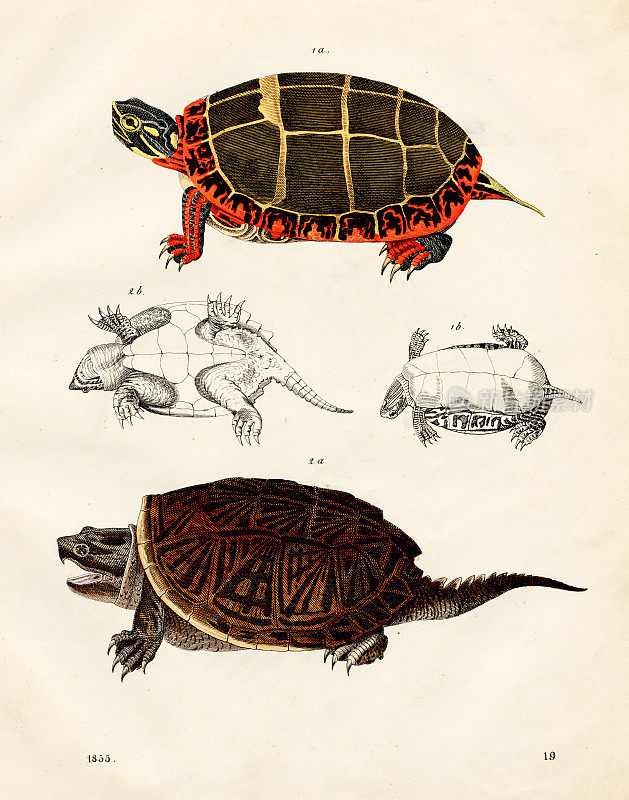 沼泽龟:彩绘龟，鳖彩板插图1855年