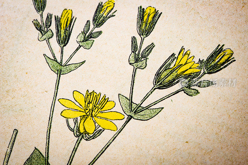 古色古香的植物学插图:黄色麦汁，花叶草