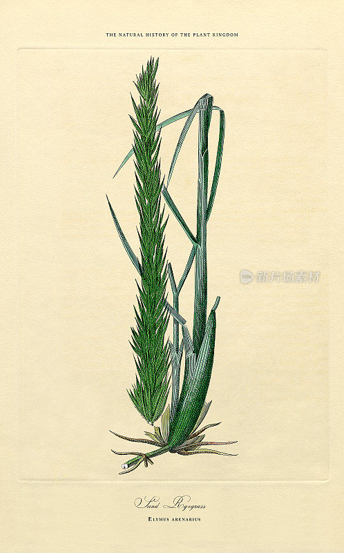 草，植物王国，维多利亚植物插图，大约1853年