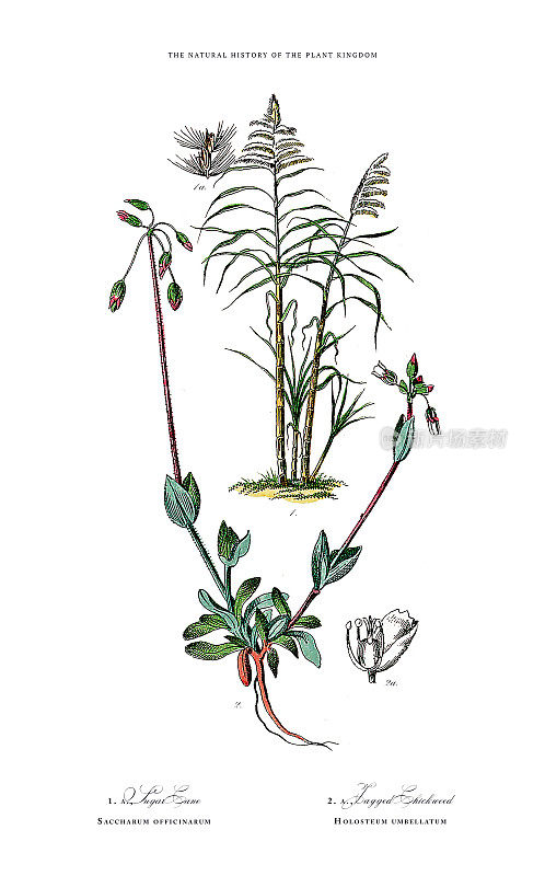 草，植物王国，维多利亚植物插图，大约1853年