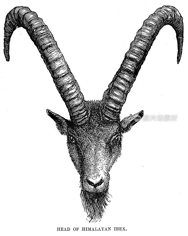 喜马拉雅野山羊雕刻头1896年