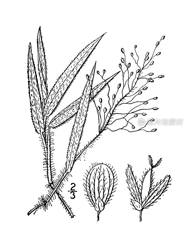 古植物学植物插图:短毛圆锥花序、毛圆锥花序