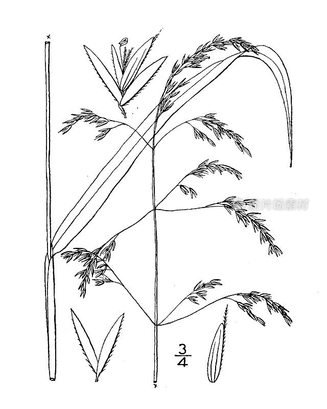 古植物学植物插图:桂皮、芦草