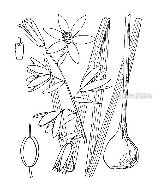 古植物学植物插图:白冷鸟，白冷星