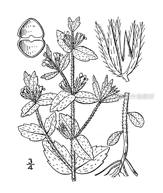 古植物学植物插图:葛缕草、毛篱牛膝草