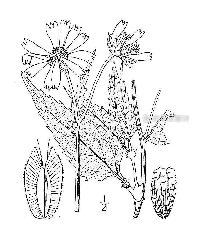 古植物学植物插图:马鞭草、金冠须