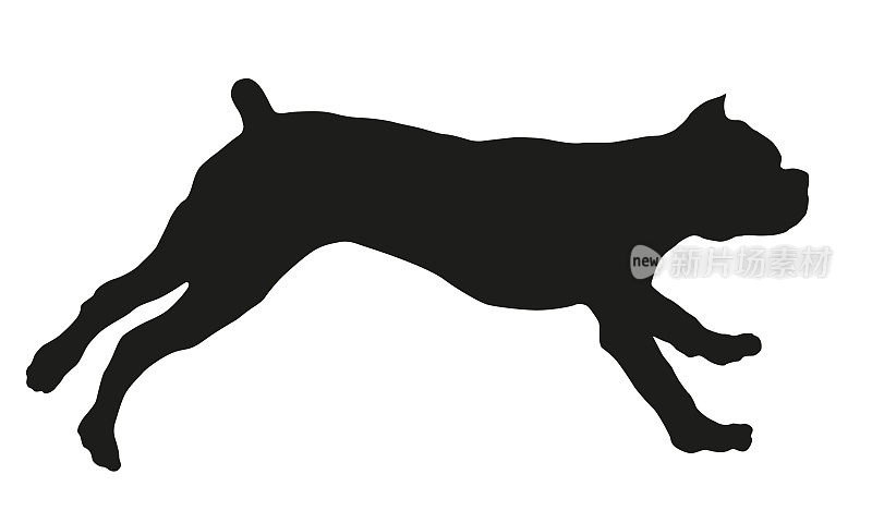 奔跑跳跃的意大利獒犬幼犬。意大利corso狗。黑狗轮廓。宠物的动物。孤立在白色背景上。
