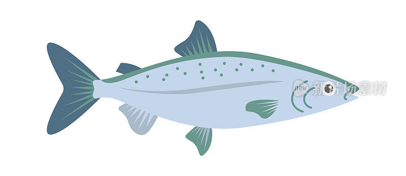 鲑鱼海鱼。矢量图