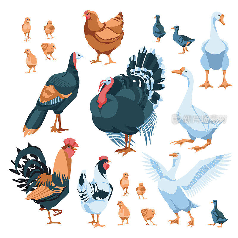 农场鸟类:鸡，公鸡，母鸡，鹅，火鸡。孤立在白色背景上。矢量平面插图。农业、农业和养牛业