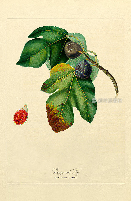 手工着色古董插图，无花果，快乐的无花果，无花果，植物插图，大约1817年