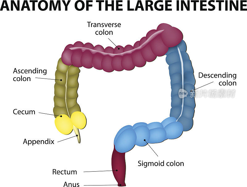 大肠。人体解剖学