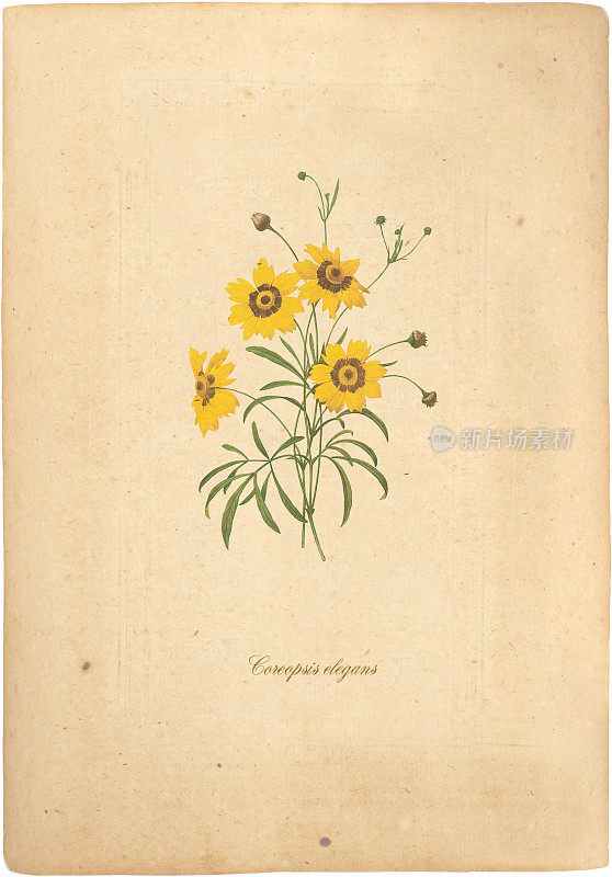 印有金菊花的古董明信片