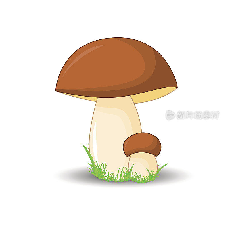 蘑菇牛肝菌围绕孤立的白色背景与草