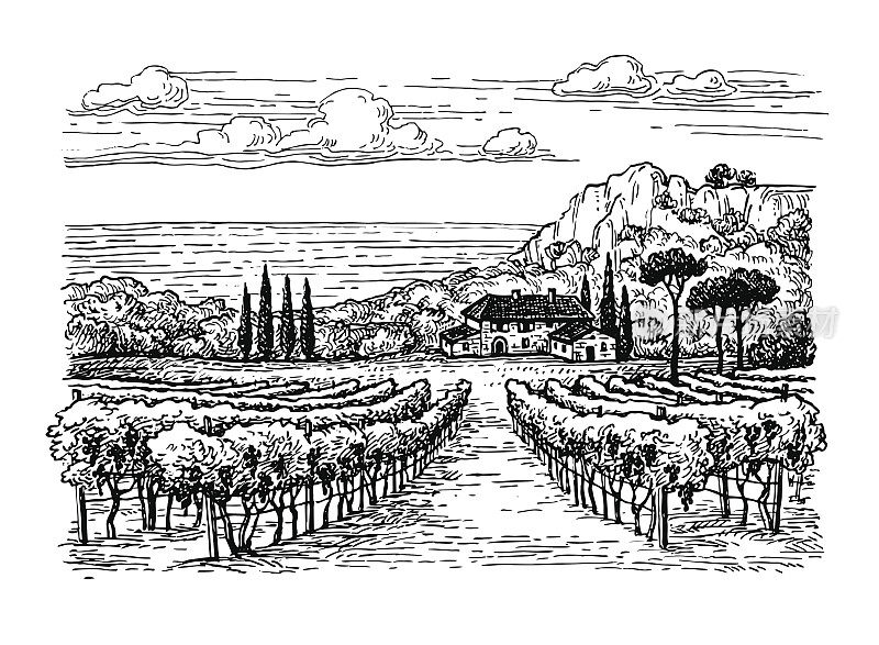 手绘葡萄园景观。