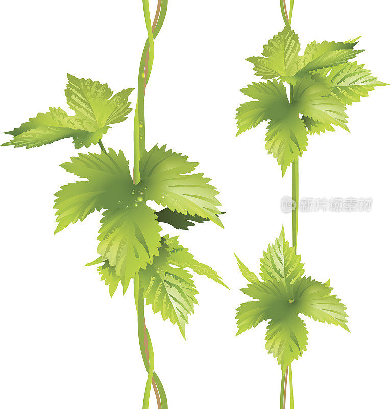 绿色垂直藤蔓藤本植物叶啤酒花