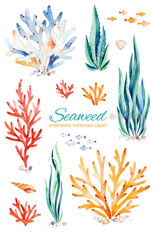 水下手绘五彩斑斓的珊瑚礁、贝壳和鱼类