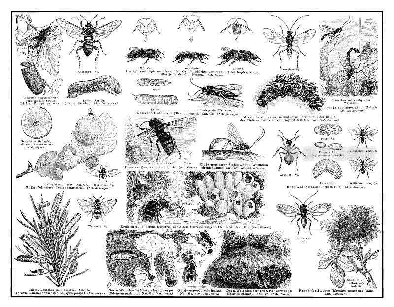 膜翅目，包括蜜蜂、黄蜂、蚂蚁和锯蝇的一大目昆虫这些昆虫有四个透明的翅膀，雌性通常有一个刺