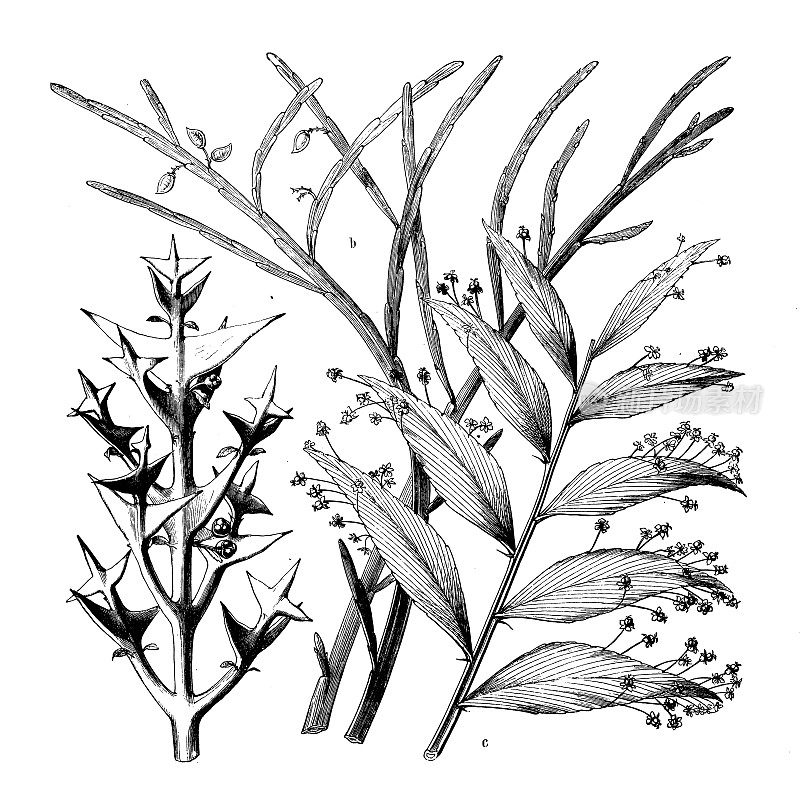 古植物学插图:十字花科、南焦糖、叶珠莲