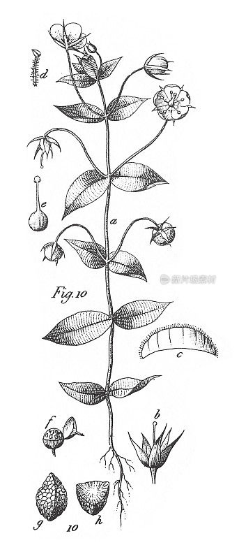 来自不同科的栽培植物;装饰、食用或药用雕刻古董插图，出版于1851年