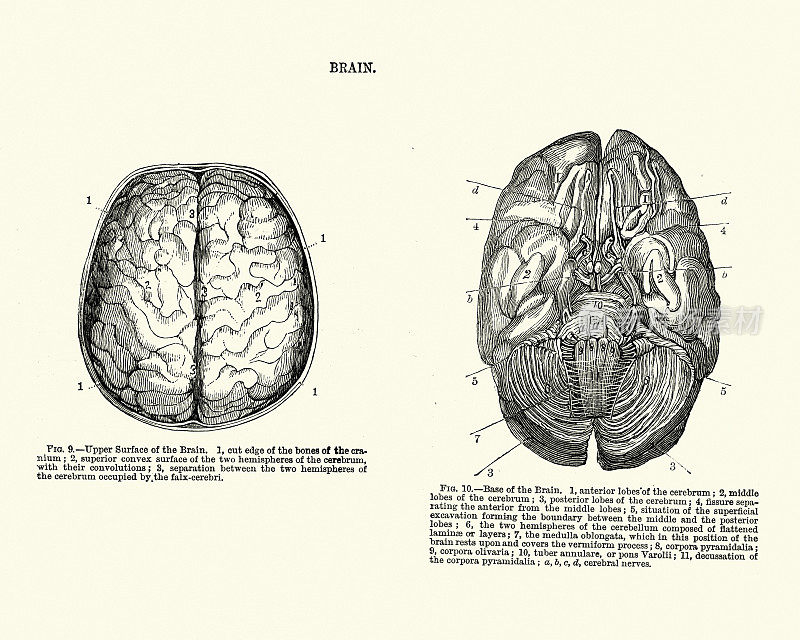 维多利亚时代的人脑解剖图
